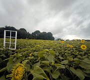 Saulėgrąžų laukas Skuodo rajone, Gėsalų kaime