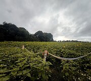 Saulėgrąžų laukas Skuodo rajone, Gėsalų kaime