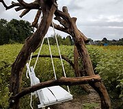Saulėgrąžų laukas Skuodo rajone, Gėsalų kaime