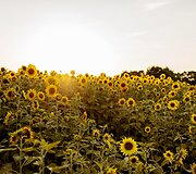 Saulėgrąžų laukas Skuodo rajone, Gėsalų kaime