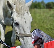 Eglės ūkyje