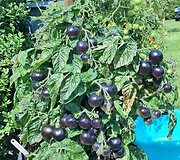 'Black Patio' &ndash; mini dwarf