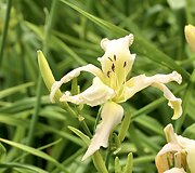 Viendienė 'Apatura White Swallow'