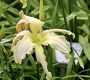 Viendienė 'Apatura White Swallow'