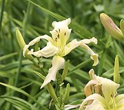 Viendienė 'Apatura White Swallow'