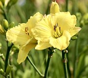 Viendienė 'Green Gold'