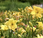 Viendienė 'Green Gold'