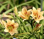 Viendienė 'Too Many Petals'