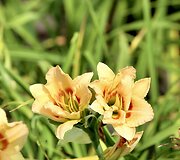 Viendienė 'Too Many Petals'