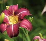Viendienė 'Violeta'