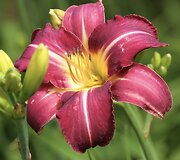 Viendienė 'Violeta'