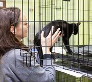 &bdquo;Pet Rescue Finland&ldquo; padeda rasti namus Suomijoje prieglaudų &scaron;unims i&scaron; Lietuvos