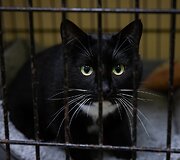 &bdquo;Pet Rescue Finland&ldquo; padeda rasti namus Suomijoje prieglaudų &scaron;unims i&scaron; Lietuvos