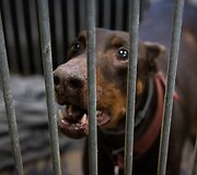 &bdquo;Pet Rescue Finland&ldquo; padeda rasti namus Suomijoje prieglaudų &scaron;unims i&scaron; Lietuvos