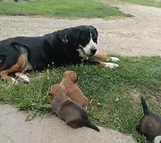 Lietuvių kalbos mokytojos Mildos Ratomskienės augintiniai