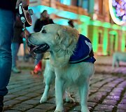 Jau trečią kartą susitiko Klaipėdos retriverių bendruomenė