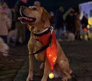 Jau trečią kartą susitiko Klaipėdos retriverių bendruomenė
