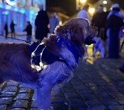Jau trečią kartą susitiko Klaipėdos retriverių bendruomenė