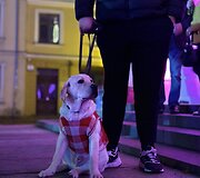 Jau trečią kartą susitiko Klaipėdos retriverių bendruomenė