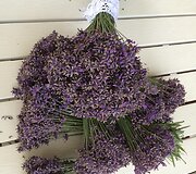 Jurgitos Grinkevičienės augintos levandos