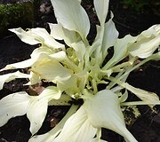 Melsvės 'White Feather' lapai pavasarį būna visi&scaron;ki balti, tik vėliau kiek pažaliuoja.