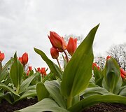 Tulpių žydėjimas VDU botanikos sode