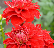'American Beauty',  Swan Island Dahlias, 2008 (US)