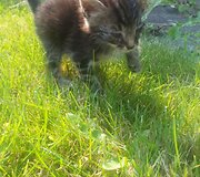 Indrė Kontrauskienė padeda beglobiams katinėliams