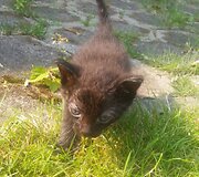 Indrė Kontrauskienė padeda beglobiams katinėliams