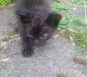 Indrė Kontrauskienė padeda beglobiams katinėliams