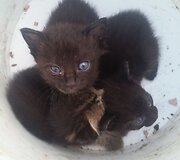Indrė Kontrauskienė padeda beglobiams katinėliams