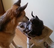 Indrė Kontrauskienė padeda beglobiams katinėliams
