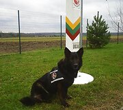 Vokiečių aviganė Dinga