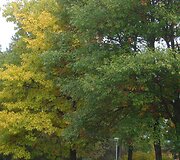 Druskininkų ruduo