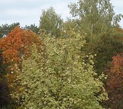 Druskininkų ruduo