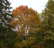 Druskininkų ruduo