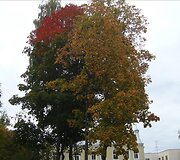 Druskininkų ruduo