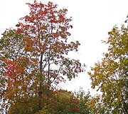 Druskininkų ruduo