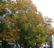 Druskininkų ruduo