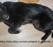 Įkrauk.lt nuotrauka