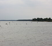 Melsragė