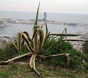 Barselonos uostas