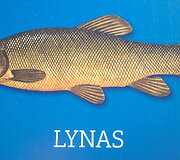 Nacionaline Lietuvos žuvimi i&scaron;rinktas lynas