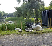 Trinyčių tvenkinys