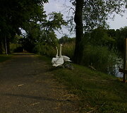 Trinyčių tvenkinys