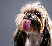 Neringos Skrudupaitės augintinė Afela