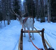 Kelionės Laplandijoje akimirka