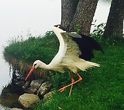 Vie&scaron;nagės Dzūkijoje akimirka