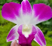 Orchidėjos žiedas Malaizijoje
