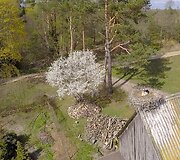 Bitėnų gandrų kolonija